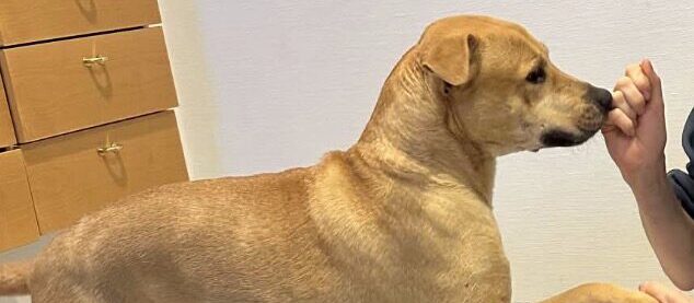 {{brizy_dc_image_alt entityId=