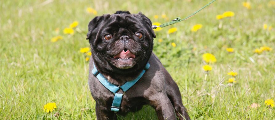 {{brizy_dc_image_alt entityId=