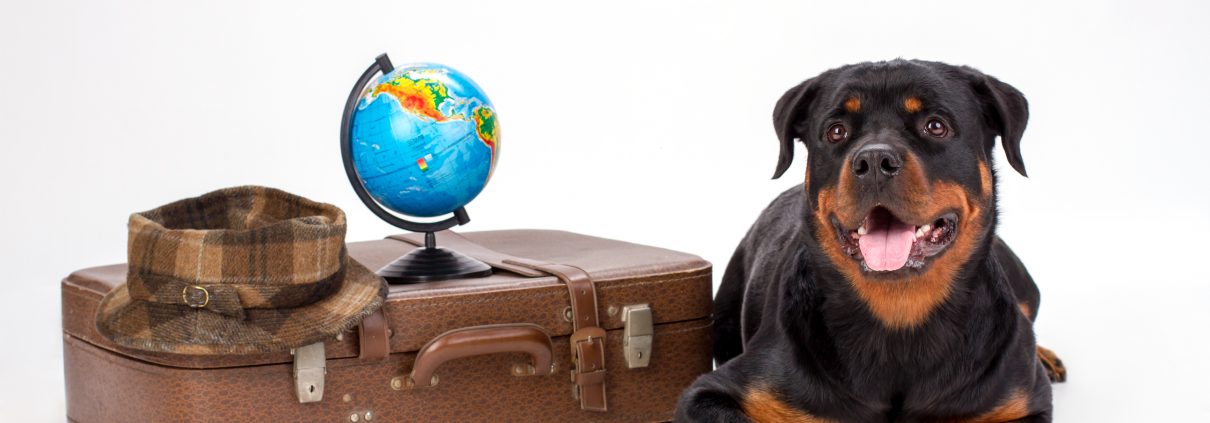 Skal du ud at rejse med din hund