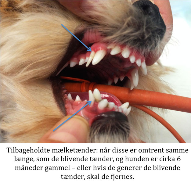 Tandproblemer hos hunde - Artemis