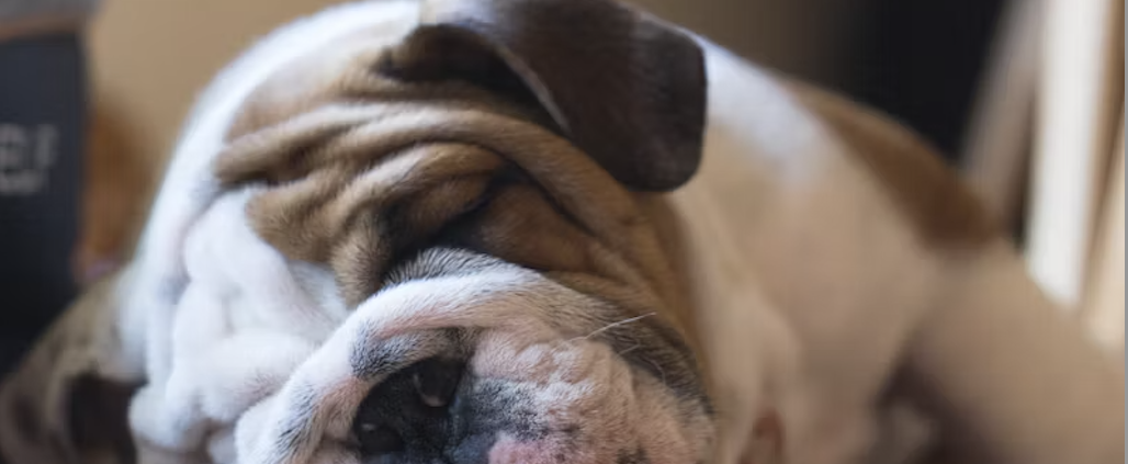 engelsk bulldog skal opereres for boas
