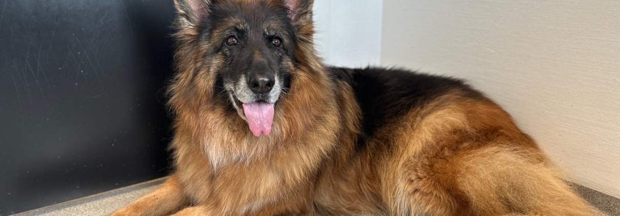 For lavt stoffskifte hos hund