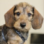 {{brizy_dc_image_alt entityId=