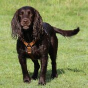 {{brizy_dc_image_alt entityId=