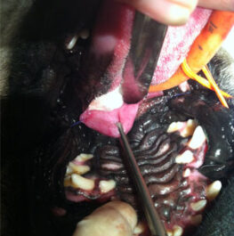 {{brizy_dc_image_alt imageSrc=