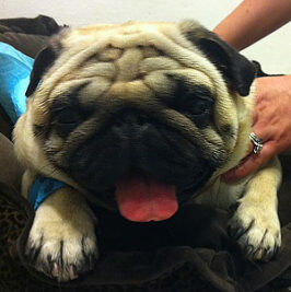 {{brizy_dc_image_alt imageSrc=