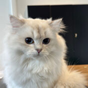 {{brizy_dc_image_alt entityId=