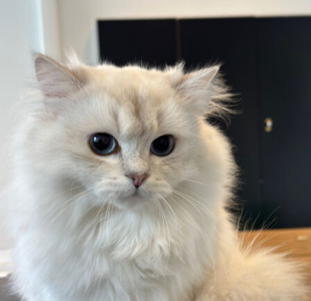 {{brizy_dc_image_alt entityId=