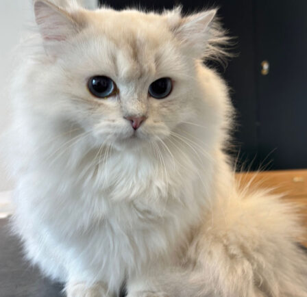 {{brizy_dc_image_alt entityId=