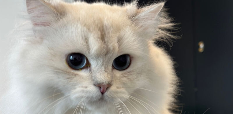 {{brizy_dc_image_alt entityId=