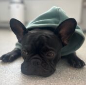 {{brizy_dc_image_alt entityId=