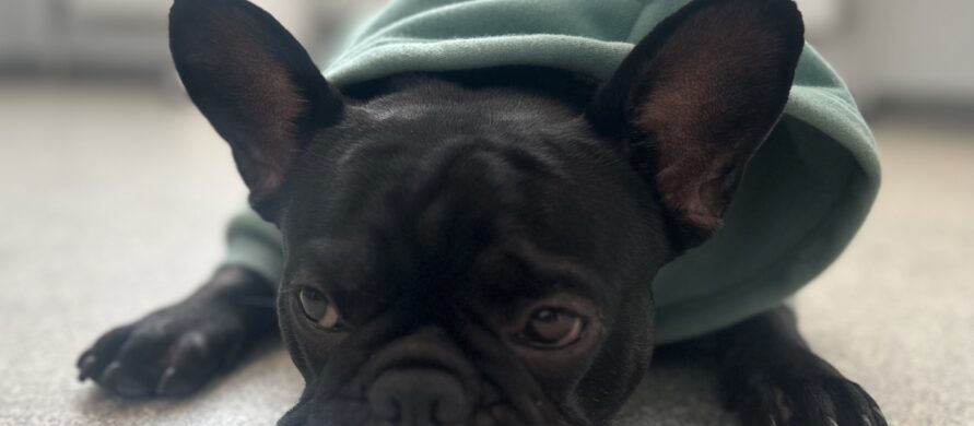 {{brizy_dc_image_alt entityId=