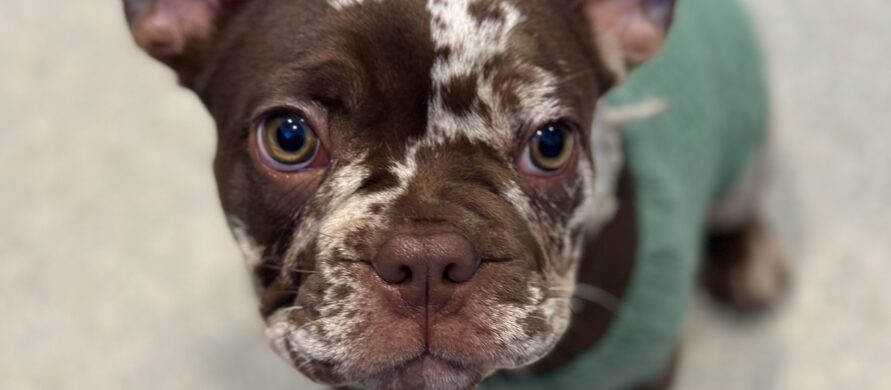 {{brizy_dc_image_alt entityId=