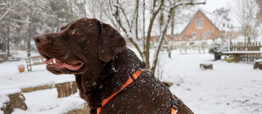 {{brizy_dc_image_alt entityId=