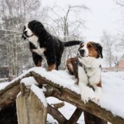 {{brizy_dc_image_alt entityId=