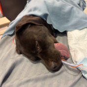 {{brizy_dc_image_alt entityId=