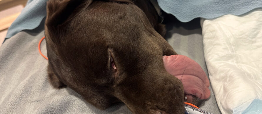 {{brizy_dc_image_alt entityId=