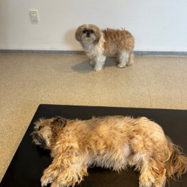 {{brizy_dc_image_alt imageSrc=