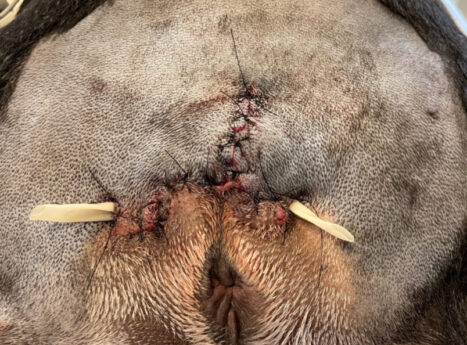 Bulldog-efter-fjernelse-af-hale-med-dræn Billede af bulldog lige efter fjernelse af halen, der er i lagt dræn.