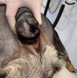 Bulldog-med-hale-der-generer Bulldog med hale der generer, som skal fjernes ved operation.