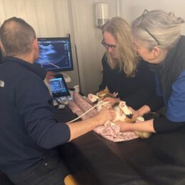 Ultralydsscanning af kat foretaget af dyrlæge Ulrik Westrup