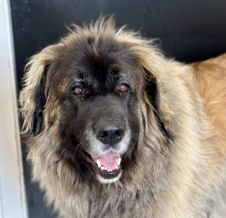 {{brizy_dc_image_alt entityId=