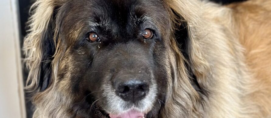 {{brizy_dc_image_alt entityId=