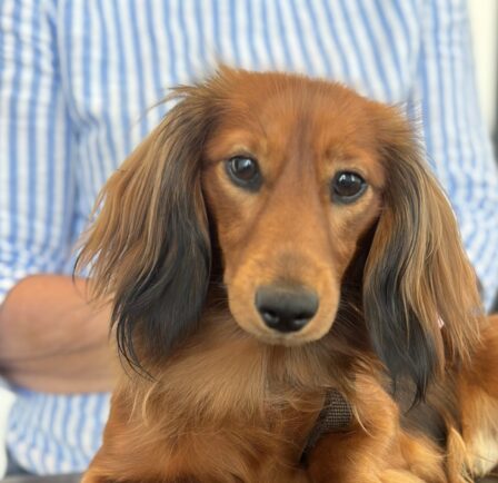 {{brizy_dc_image_alt entityId=