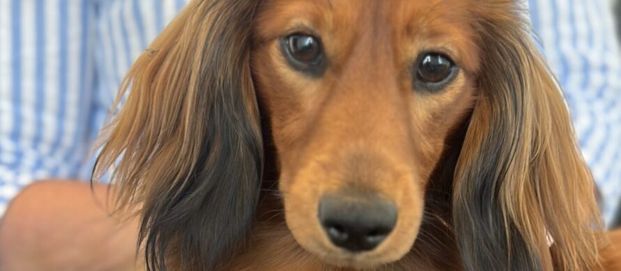 {{brizy_dc_image_alt entityId=