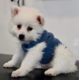 {{brizy_dc_image_alt imageSrc=