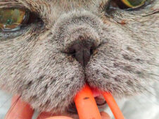 {{brizy_dc_image_alt imageSrc=