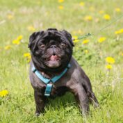 {{brizy_dc_image_alt entityId=