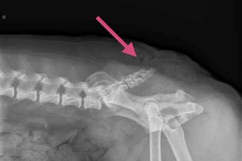 {{brizy_dc_image_alt imageSrc=