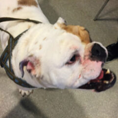 {{brizy_dc_image_alt imageSrc=