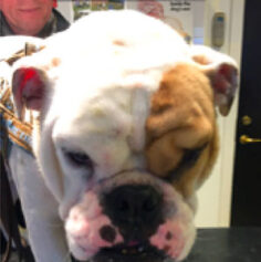 {{brizy_dc_image_alt imageSrc=