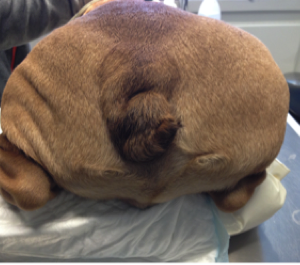 {{brizy_dc_image_alt imageSrc=