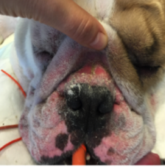 {{brizy_dc_image_alt imageSrc=