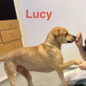 {{brizy_dc_image_alt entityId=