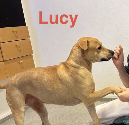 {{brizy_dc_image_alt entityId=